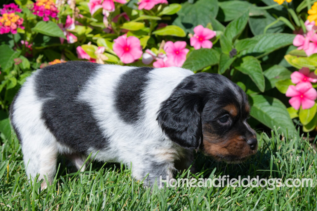 Pictures of a young French ""Brittany puppy with a black tricolor roan coat