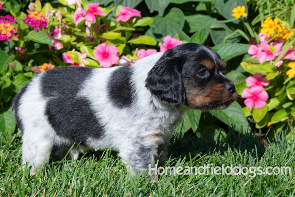 Pictures of a young French ""Brittany puppy with a black tricolor roan coat
