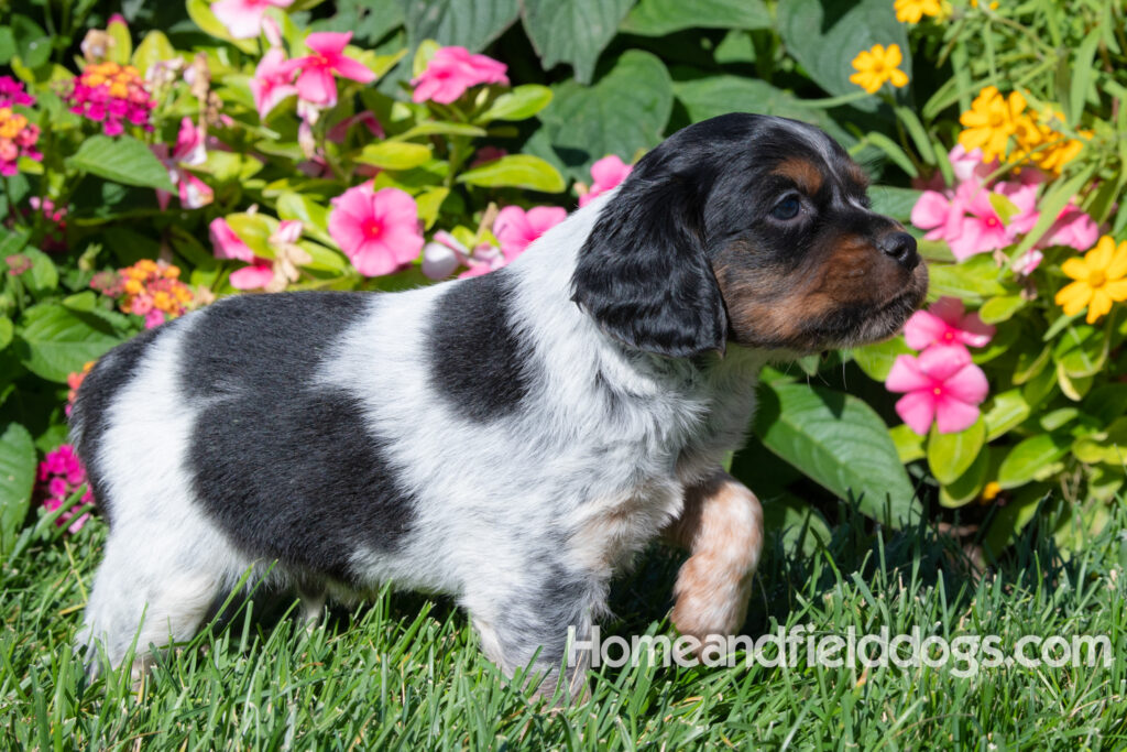 Pictures of a young French ""Brittany puppy with a black tricolor roan coat