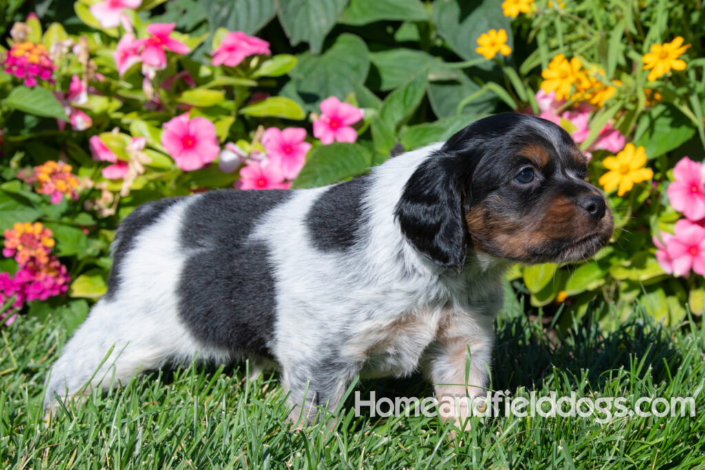 Pictures of a young French ""Brittany puppy with a black tricolor roan coat