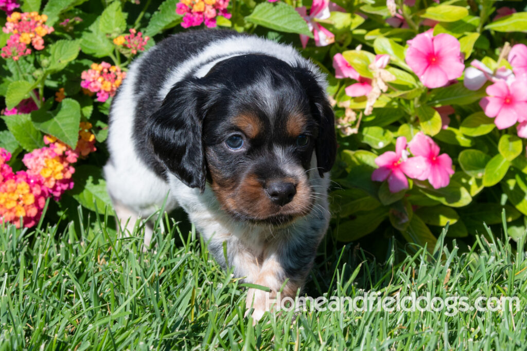 Pictures of a young French ""Brittany puppy with a black tricolor roan coat