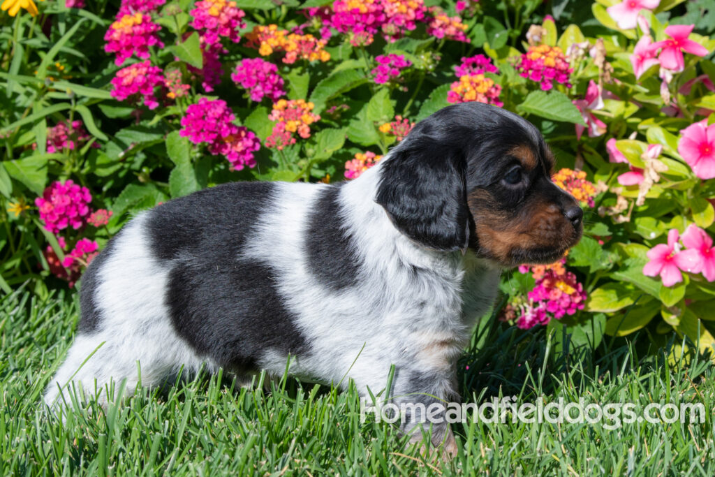 Pictures of a young French ""Brittany puppy with a black tricolor roan coat