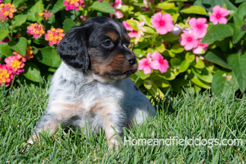 Pictures of a young French ""Brittany puppy with a black tricolor roan coat