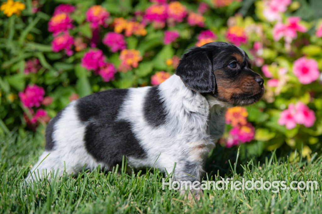 Pictures of a young French ""Brittany puppy with a black tricolor roan coat