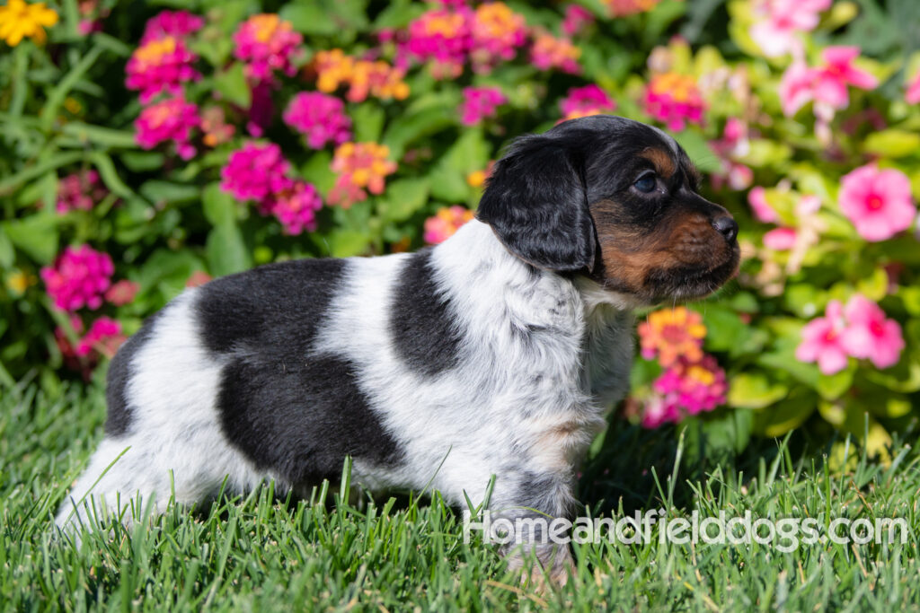 Pictures of a young French ""Brittany puppy with a black tricolor roan coat