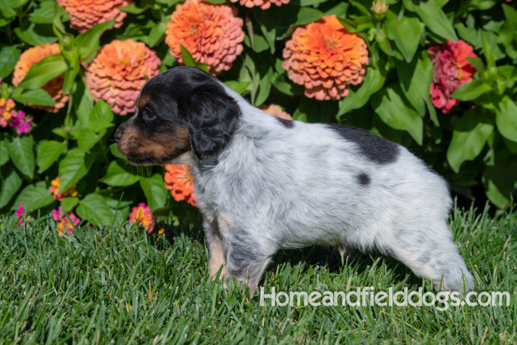 Pictures of a young French ""Brittany puppy with a black tricolor roan coat