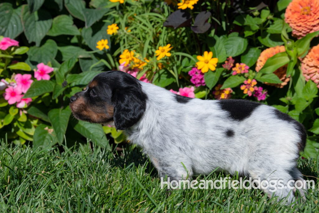 Pictures of a young French ""Brittany puppy with a black tricolor roan coat