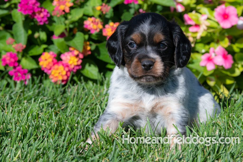 Pictures of a young French ""Brittany puppy with a black tricolor roan coat