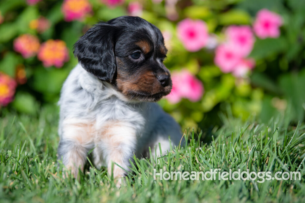 Pictures of a young French ""Brittany puppy with a black tricolor roan coat