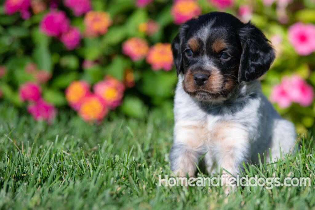 Pictures of a young French ""Brittany puppy with a black tricolor roan coat