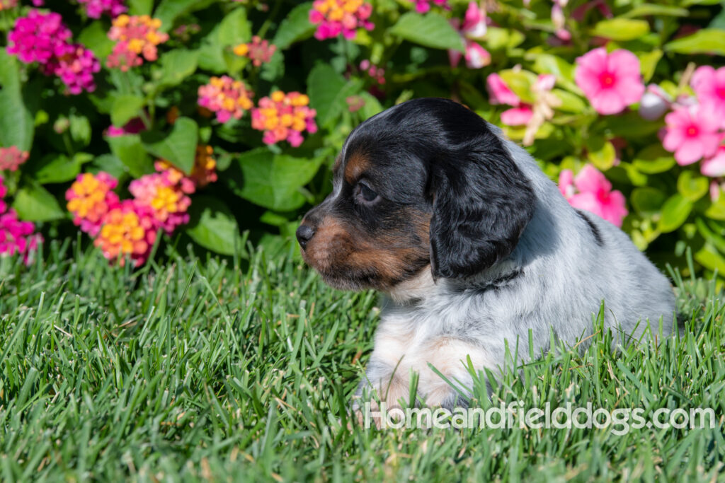 Pictures of a young French ""Brittany puppy with a black tricolor roan coat