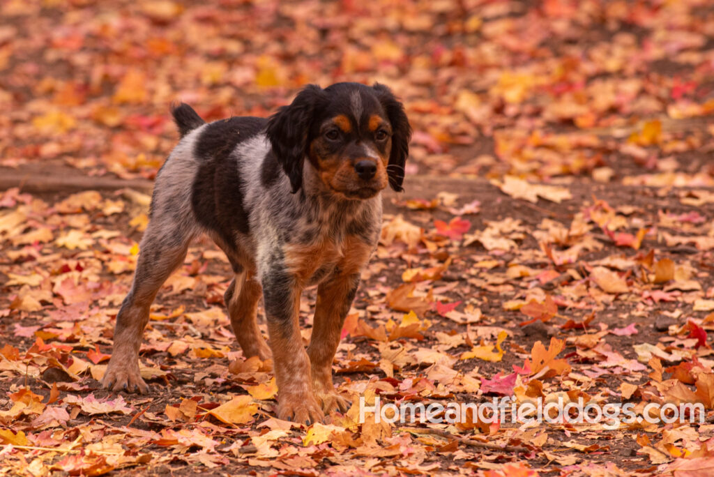 Pictures of a young French ""Brittany puppy with a black tricolor roan coat