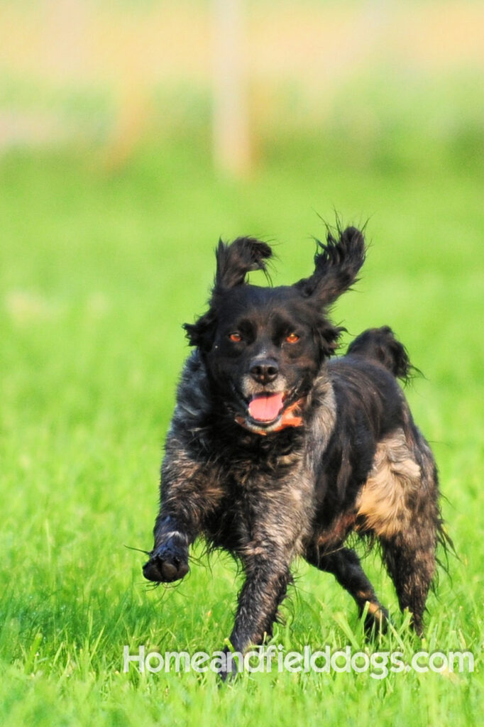 Black Roan French Brittany running in the field