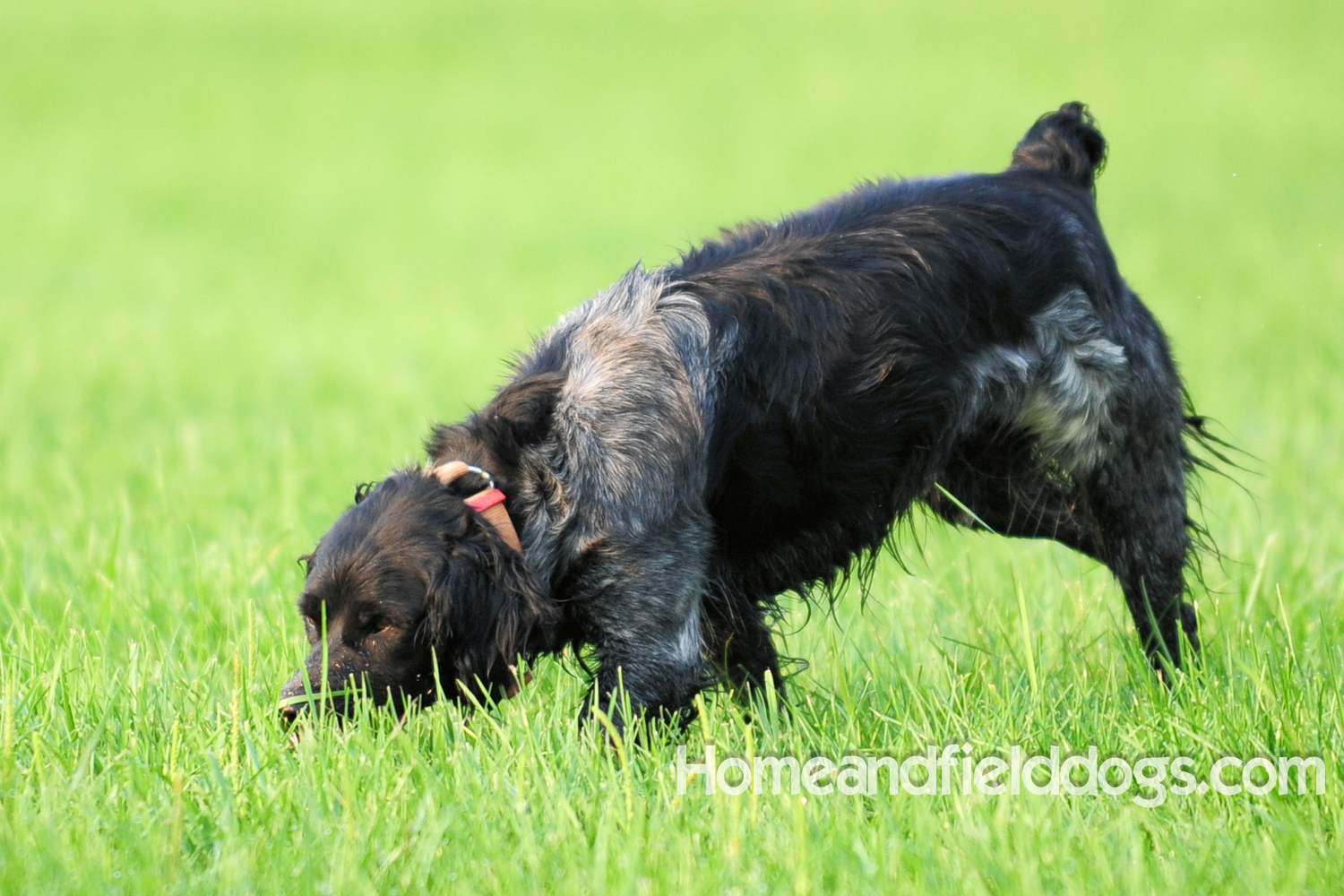 What colors does the French Brittany come in? Home and Field dogs