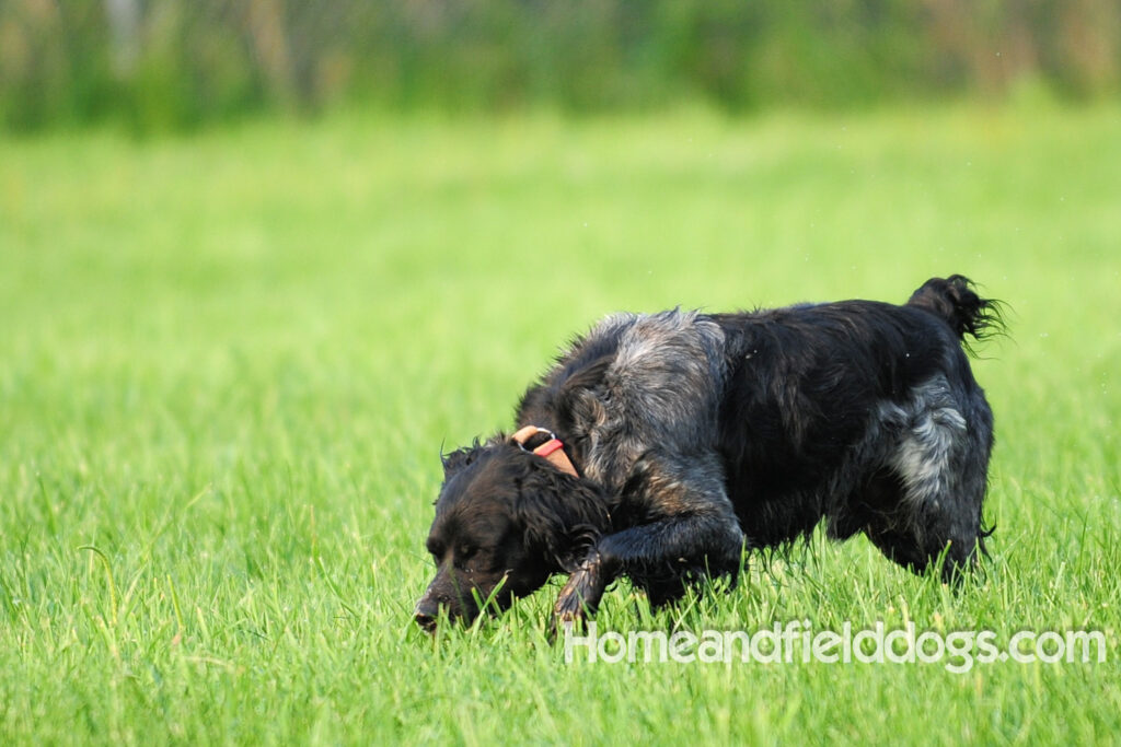 Black Roan French Brittany running in the field