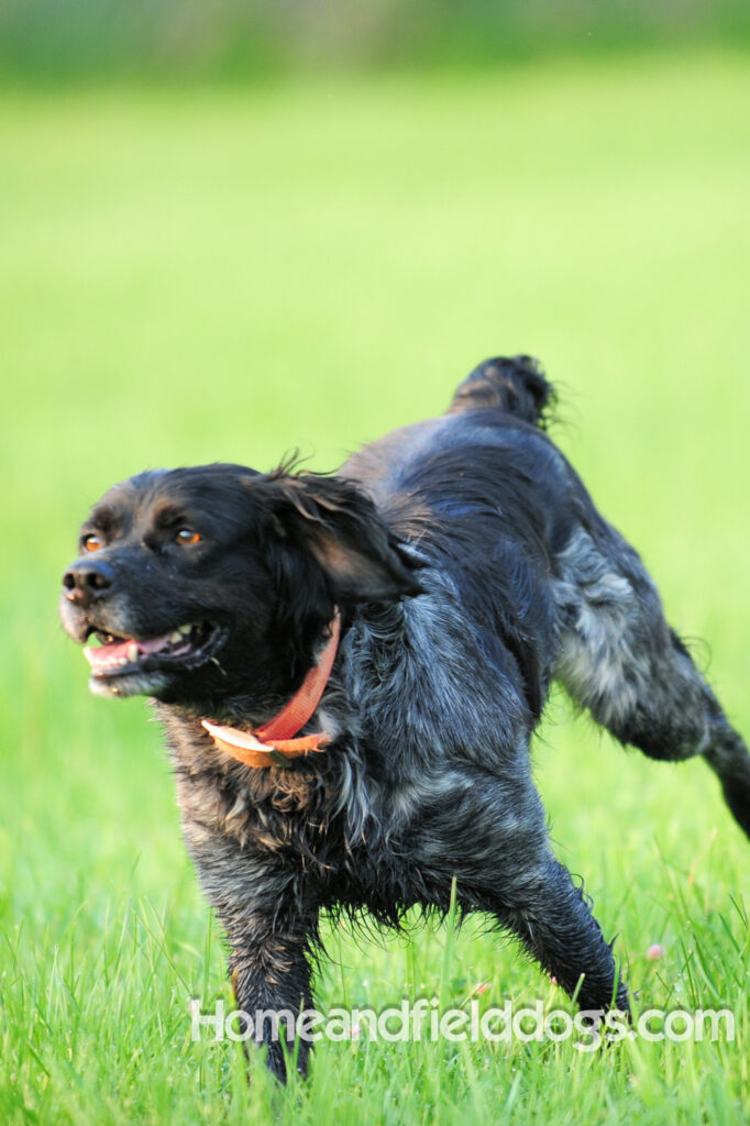 Black Roan French Brittany running in the field