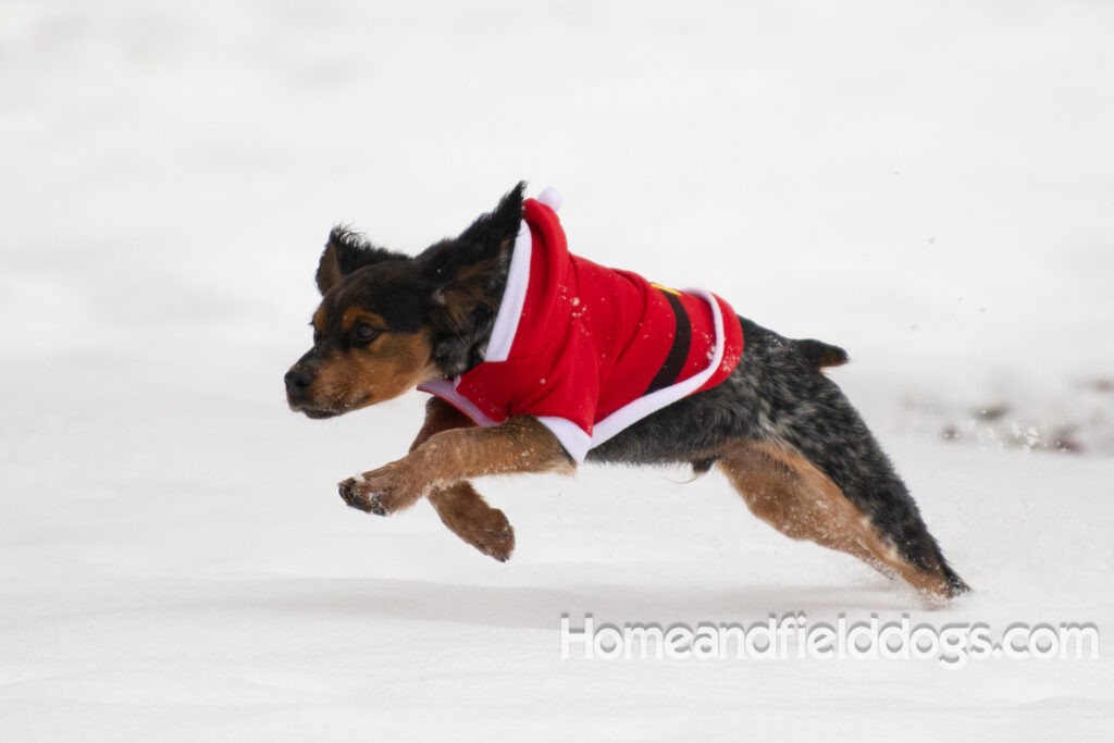Pictures of a young French ""Brittany puppy with a black tricolor roan coat