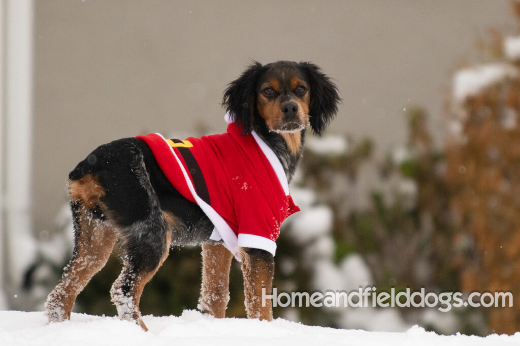 Pictures of a young French ""Brittany puppy with a black tricolor roan coat