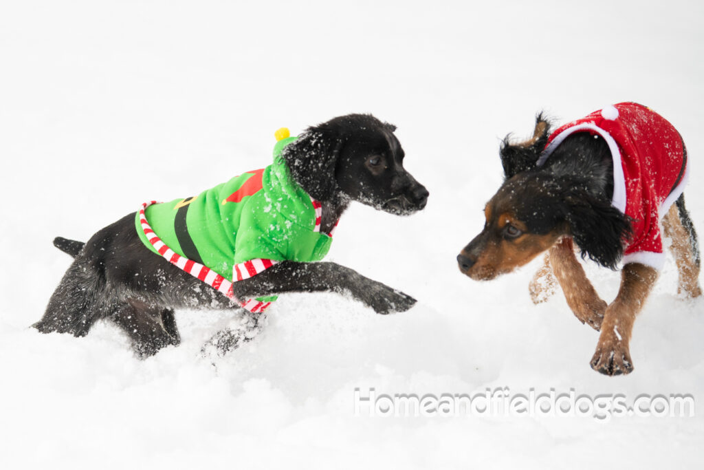 Pictures of a young French ""Brittany puppy with a black tricolor roan coat