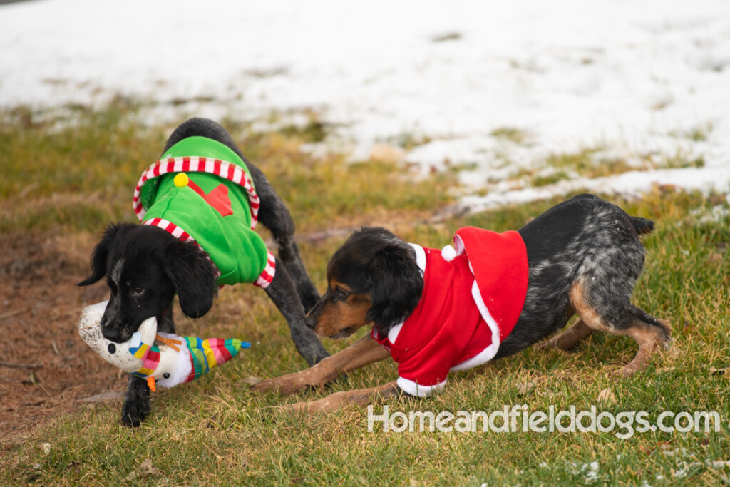 Pictures of a young French ""Brittany puppy with a black tricolor roan coat