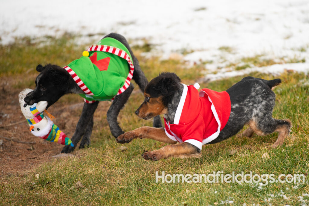 Pictures of a young French ""Brittany puppy with a black tricolor roan coat