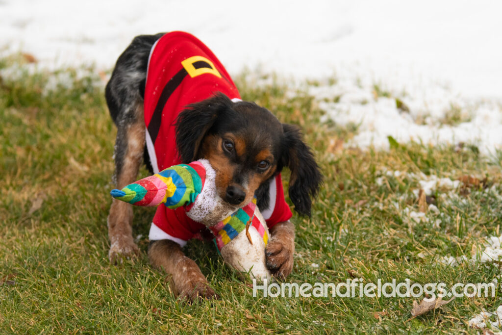 Pictures of a young French ""Brittany puppy with a black tricolor roan coat