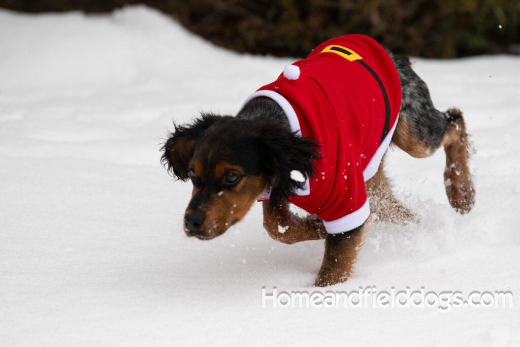 Pictures of a young French ""Brittany puppy with a black tricolor roan coat