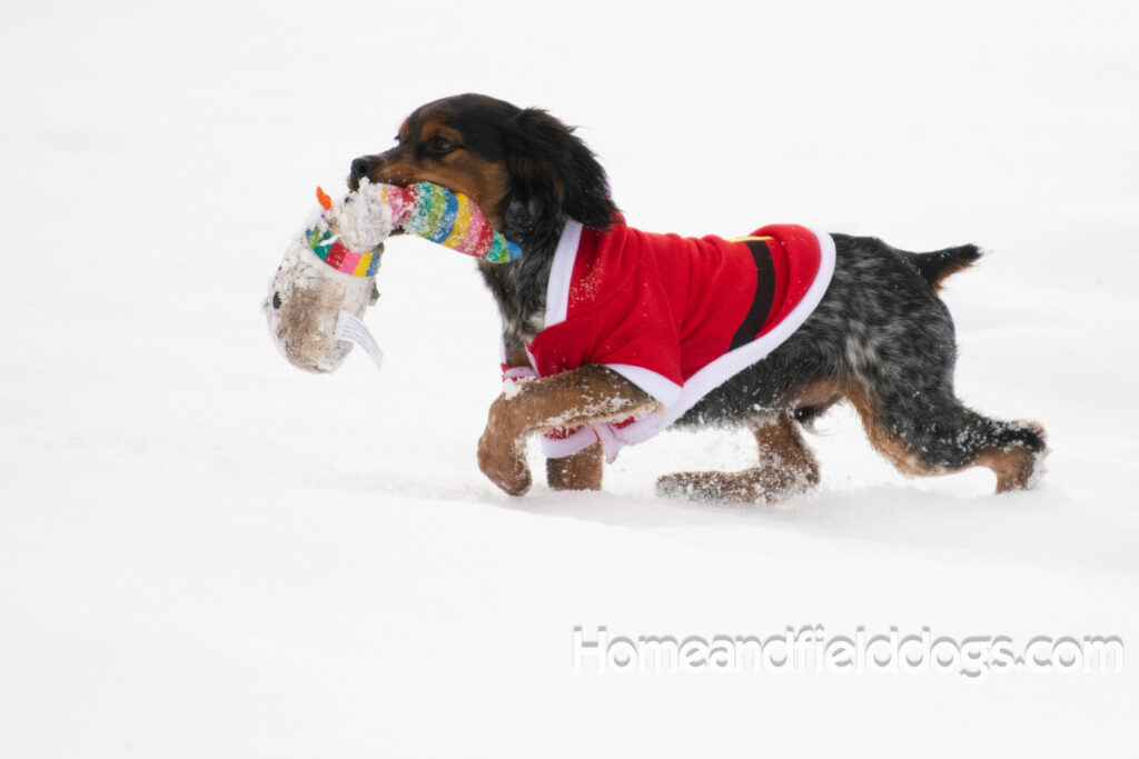 Pictures of a young French ""Brittany puppy with a black tricolor roan coat
