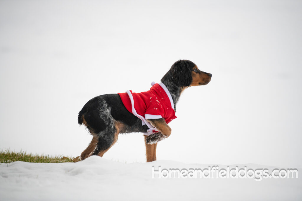 Pictures of a young French ""Brittany puppy with a black tricolor roan coat