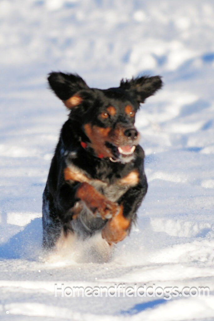 Pictures of a black tricolor roan French Brittany running in the fields