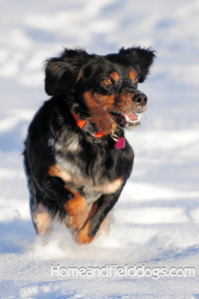 Pictures of a black tricolor roan French Brittany running in the fields
