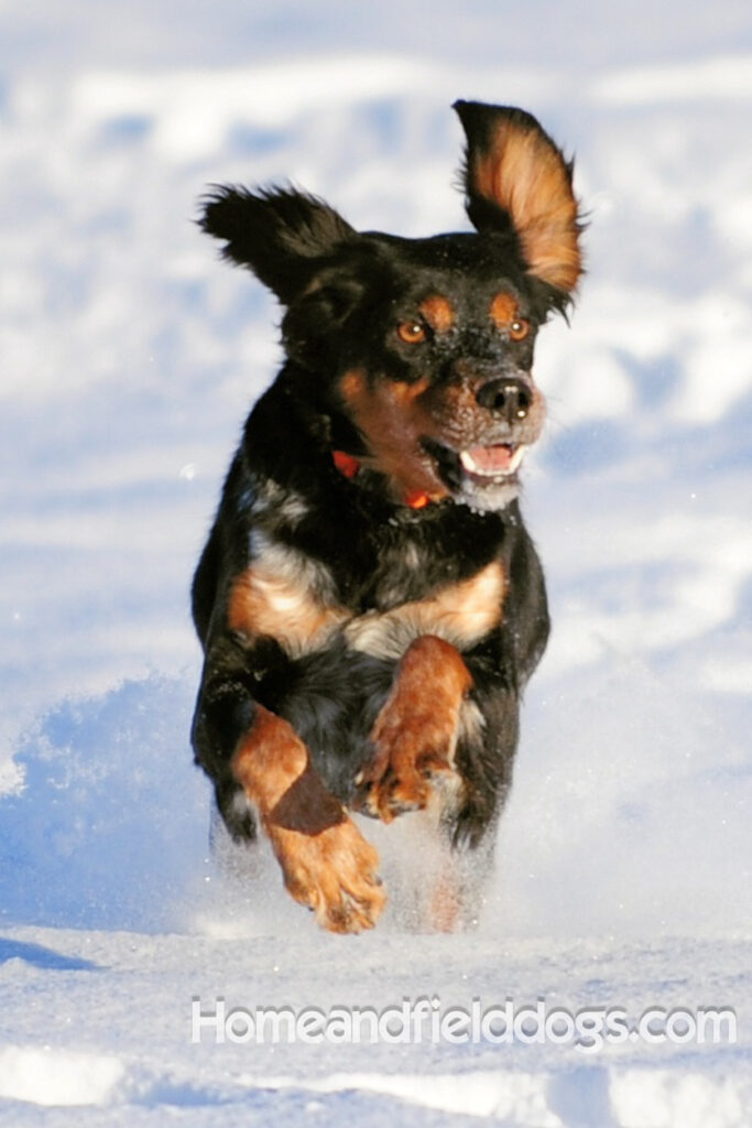 Pictures of a black tricolor roan French Brittany running in the fields