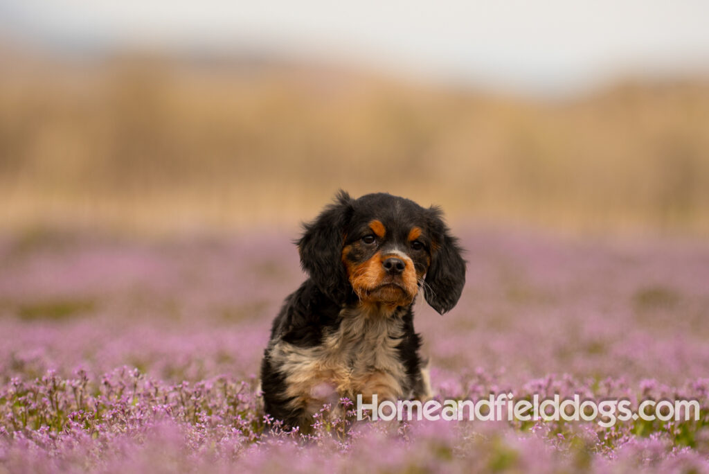 Adorable French Brittany puppy in a field of flowers