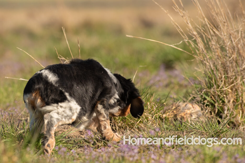 Adorable French Brittany puppy in a field of flowers