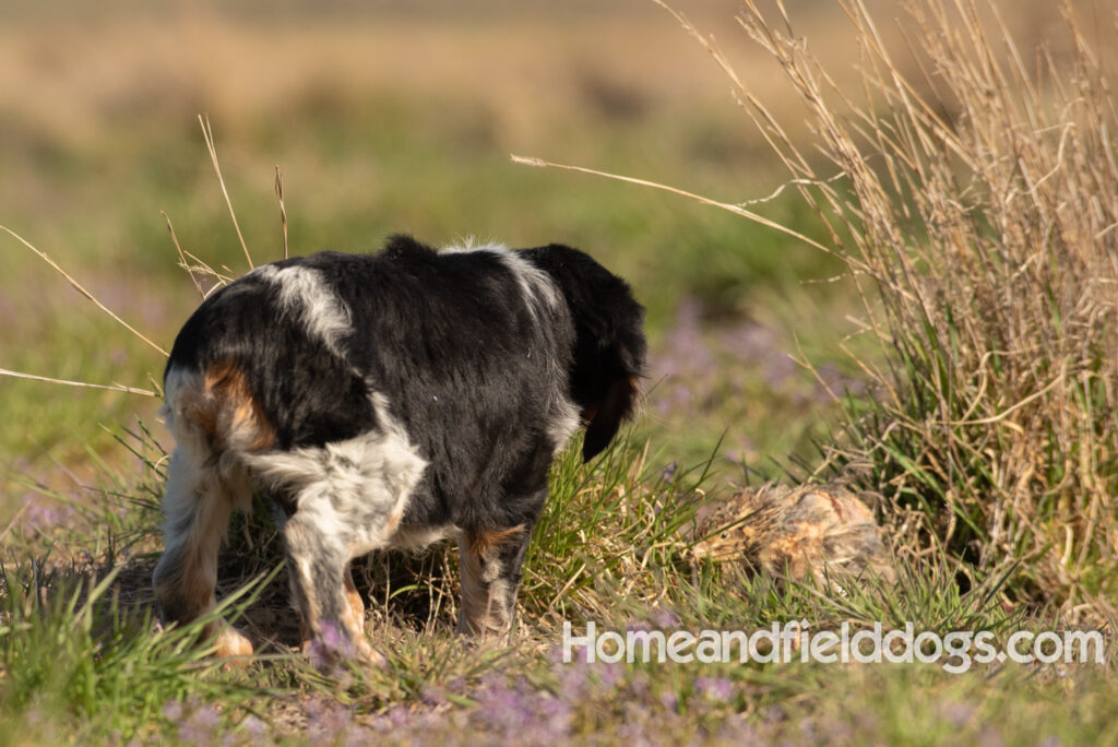 Adorable French Brittany puppy in a field of flowers
