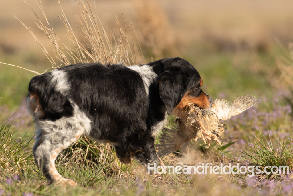 Adorable French Brittany puppy in a field of flowers
