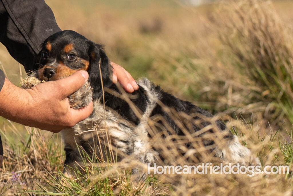 Adorable French Brittany puppy in a field of flowers
