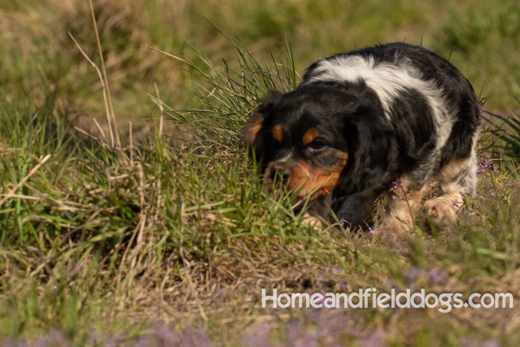 Adorable French Brittany puppy in a field of flowers