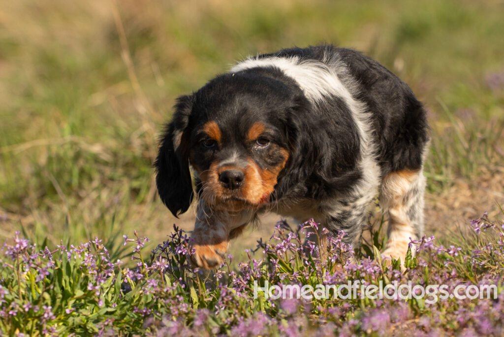 Adorable French Brittany puppy in a field of flowers