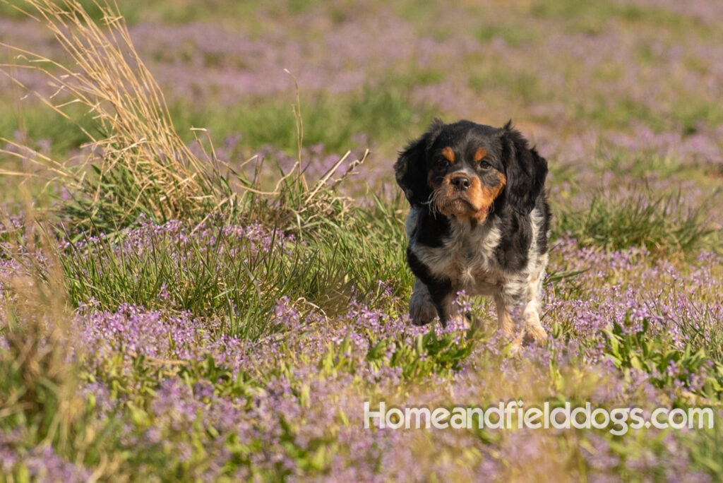 Adorable French Brittany puppy in a field of flowers
