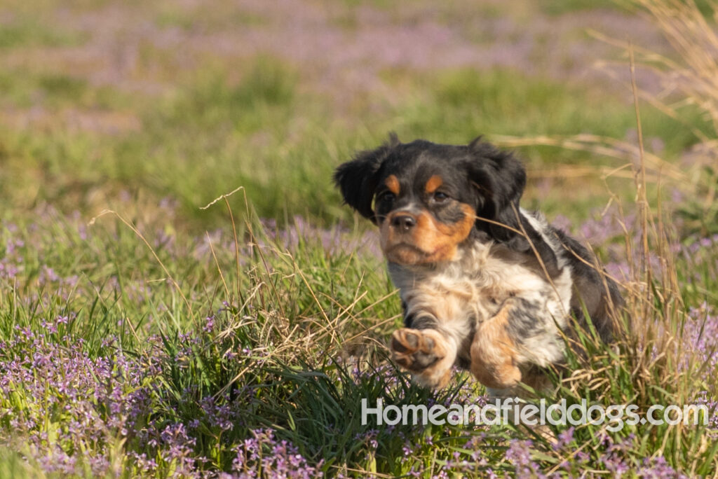 Adorable French Brittany puppy in a field of flowers
