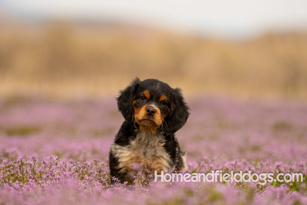 Adorable French Brittany puppy in a field of flowers