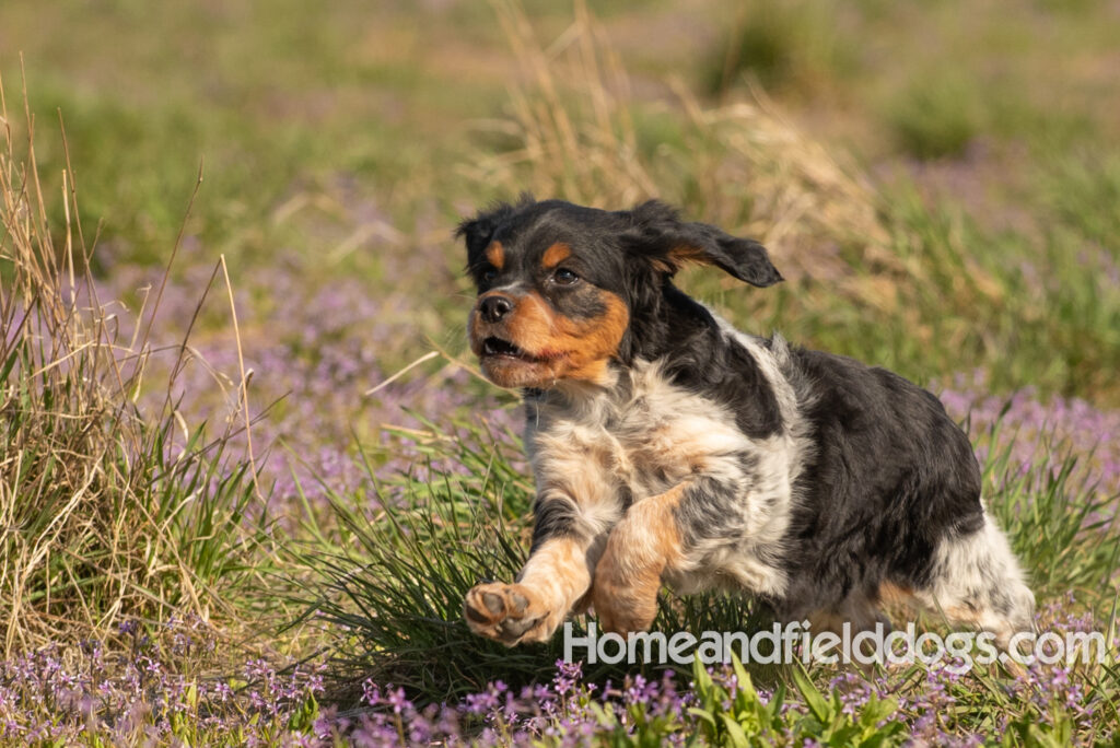 Adorable French Brittany puppy in a field of flowers