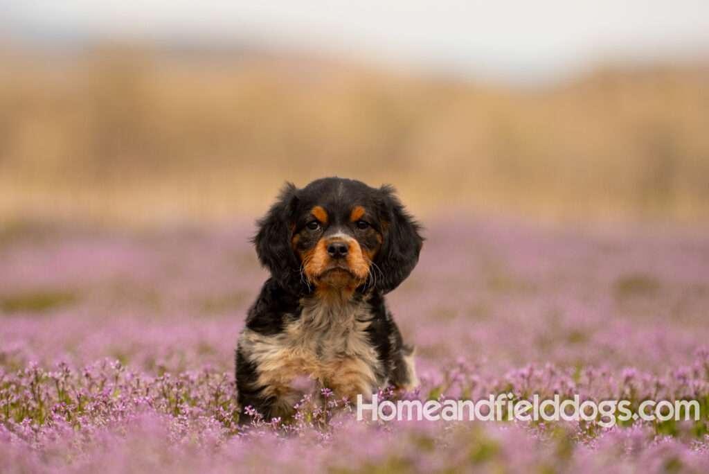 Adorable French Brittany puppy in a field of flowers