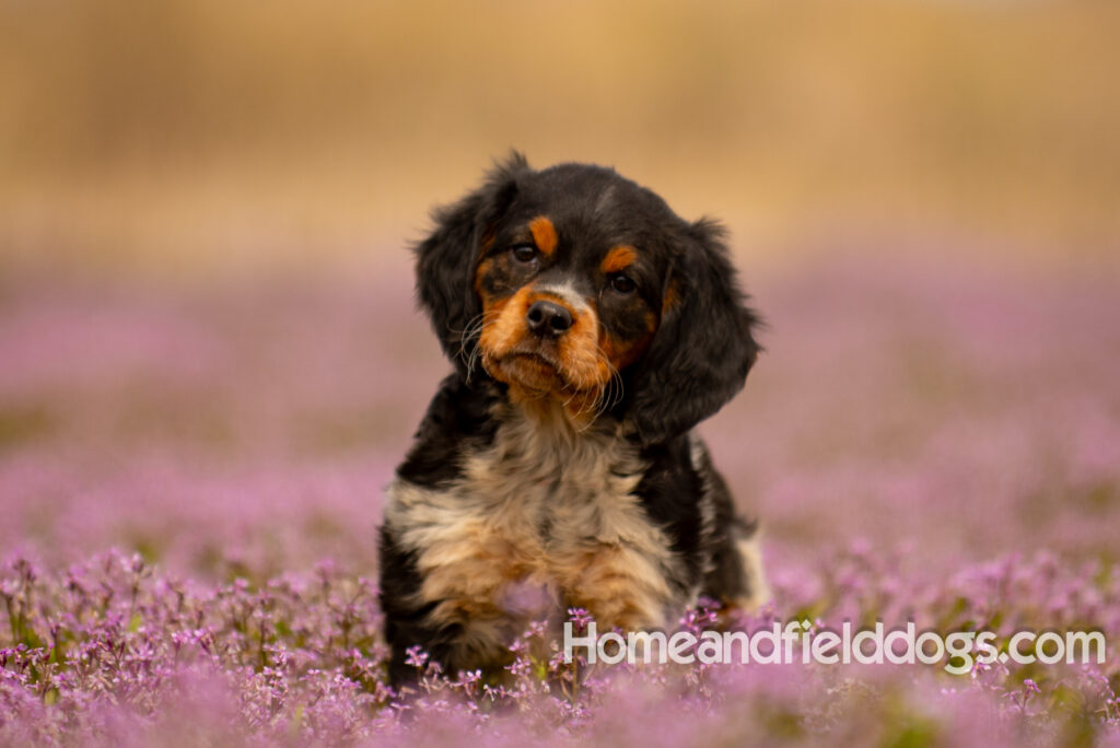 Adorable French Brittany puppy in a field of flowers