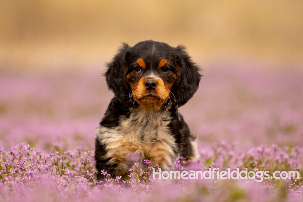 Adorable French Brittany puppy in a field of flowers