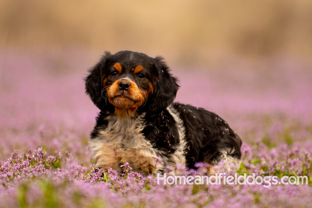 Adorable French Brittany puppy in a field of flowers