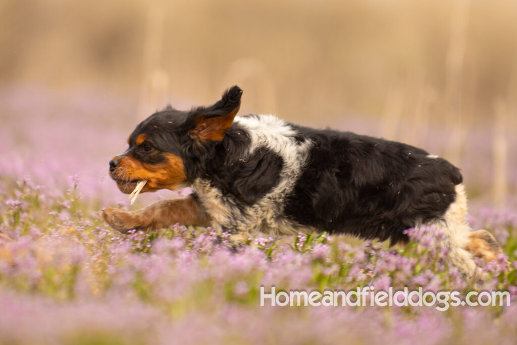 Adorable French Brittany puppy in a field of flowers