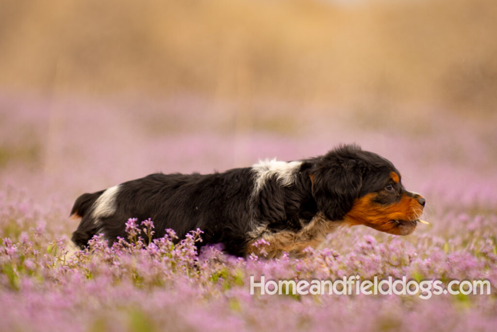 Adorable French Brittany puppy in a field of flowers