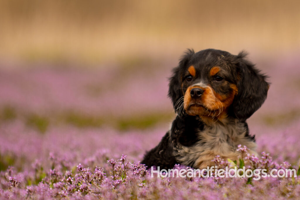Adorable French Brittany puppy in a field of flowers